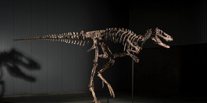 Fóssil confundido com T-rex será leiloado por R$ 45 milhões