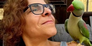 Periquito desaparecido reaparece a 160 km de casa