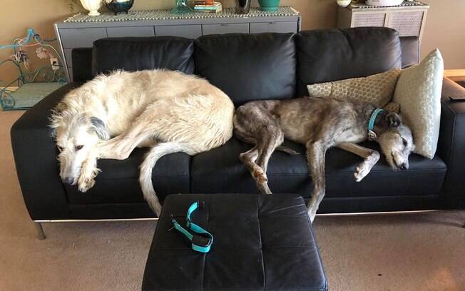Os cães de Nanette Marks ocupando o sofá