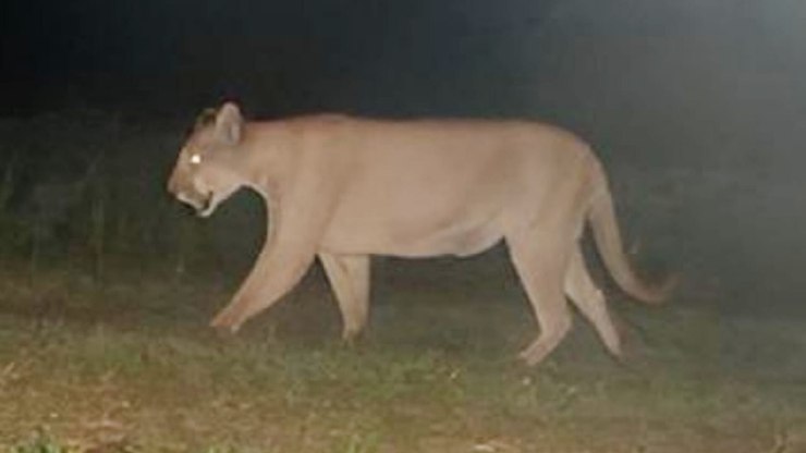 Ataque a animais acende alerta sobre onça-parda em Itupeva