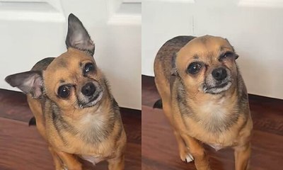 Chihuahua finge estar doente para não ficar sozinho