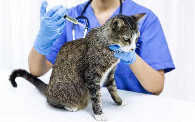 Quais vacinas todo gato tem que tomar? Guia completo de vacinação