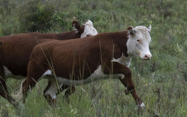 (Arquivo) Gado bovino em um campo em Cerro Pelado, departamento de Lavalleja, 160 km a nordeste de Montevidéu, Uruguai, em 17 de março de 2021