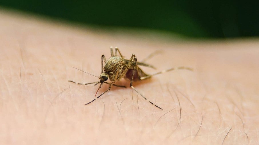 Mulher morre com 'vírus paralisante' após ser picada por mosquito