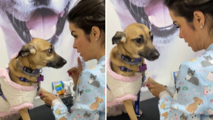 Cachorrinha faz "drama" antes mesmo da coleta de sangue começar