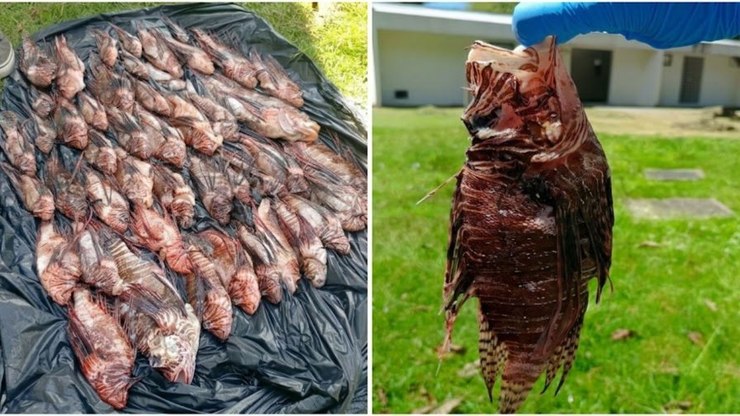 Pescadores%20capturam%20440%20peixes-le%C3%A3o%20invasores%20