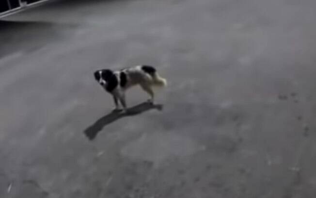 Cachorro de rua atravessando trecho da rodovia DF-001