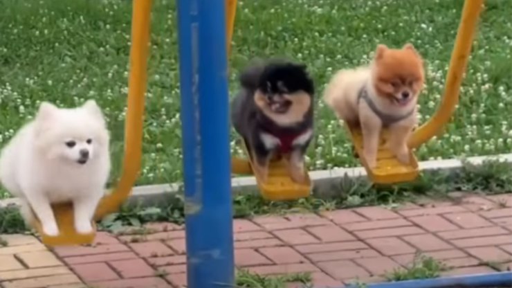 Cães usam aparelhos de exercícios ao lado dos tutores na China
