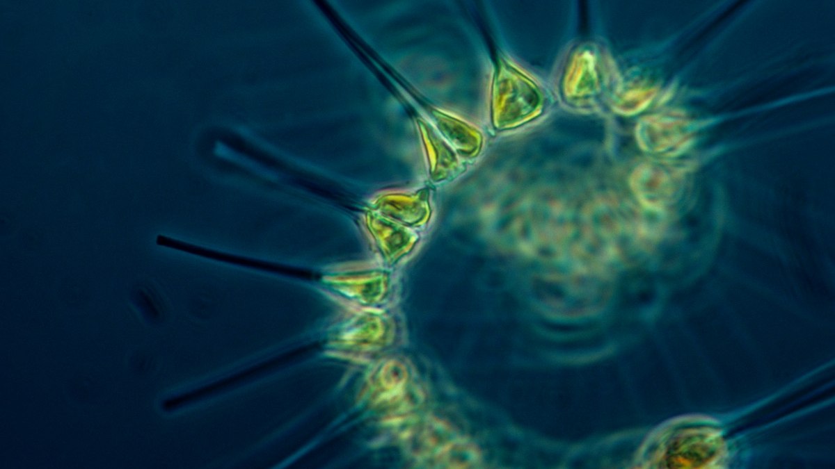Microplásticos podem enfraquecer “pulmão” dos oceanos