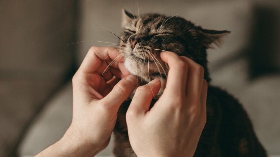 Saber os acessórios e produtos certos para usar facilitam a manutenção da higiene dentária dos pets