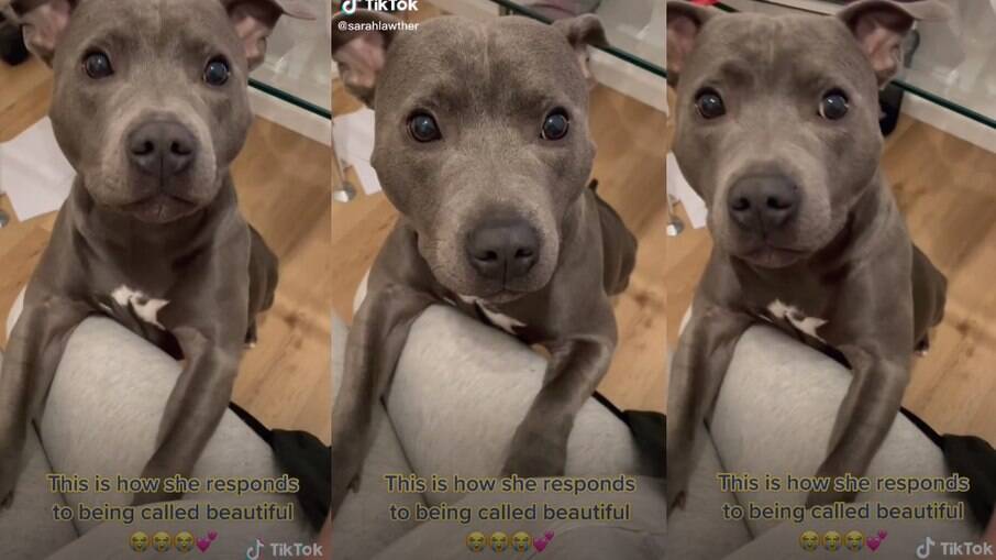Reação de cadela ao ser chamada de linda encanta usuários nas redes sociais