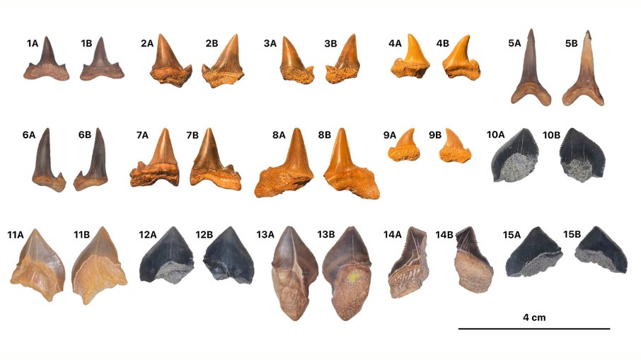 Dentes fossilizados de tubarões encontrados no Planalto de Abu-Tartur, no Egito