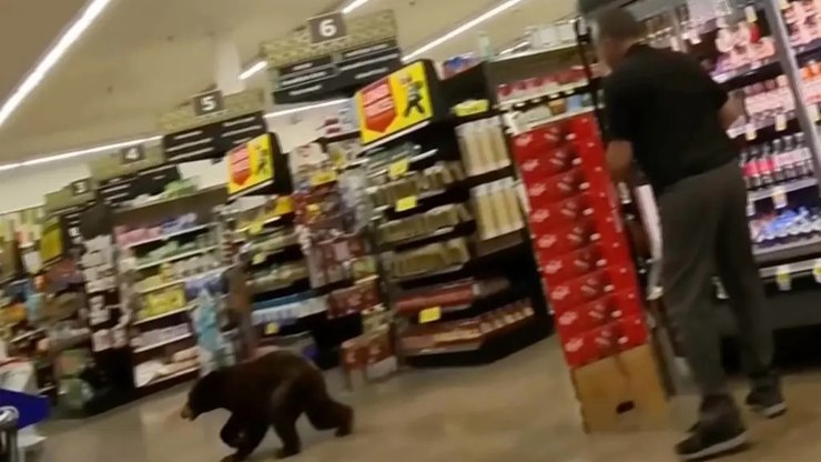 Urso invade supermercado no Arizona e assusta clientes