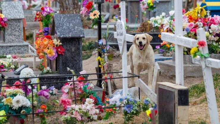 Cachorro vive em cemitério para ficar ao lado do túmulo de tutor falecido