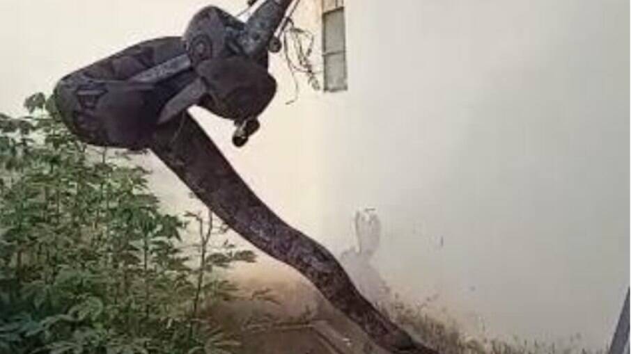 A serpente foi encontrada no telhado de uma casa em Araxá