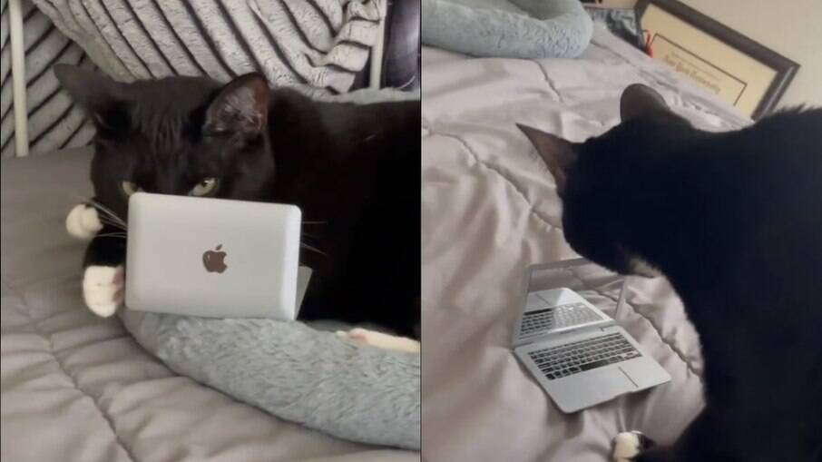 Gato ganha seu próprio laptop 