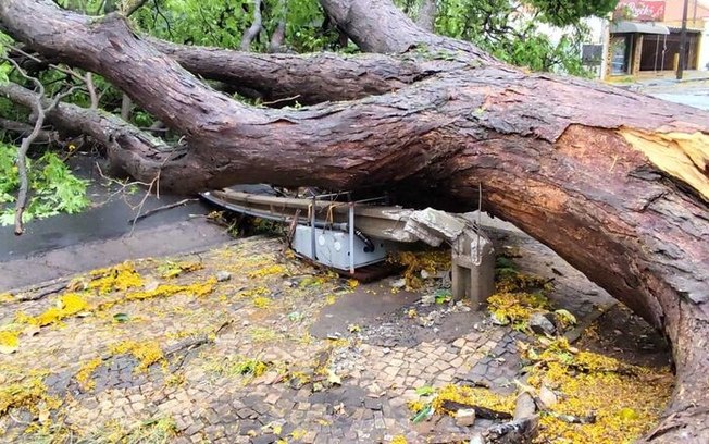 Chuva provoca queda de árvores na Vila Prado
