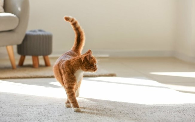 10 dicas para uma casa mais acessível para um gato cego