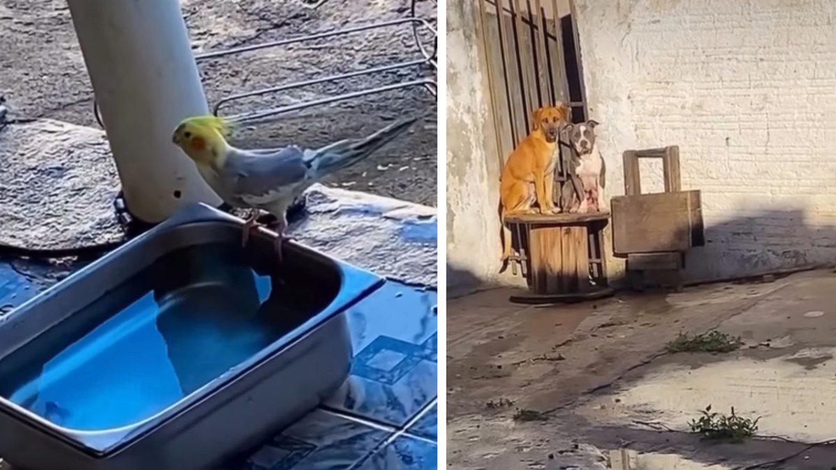 Cachorros ficam acuados após encontro inesperado com calopsitas