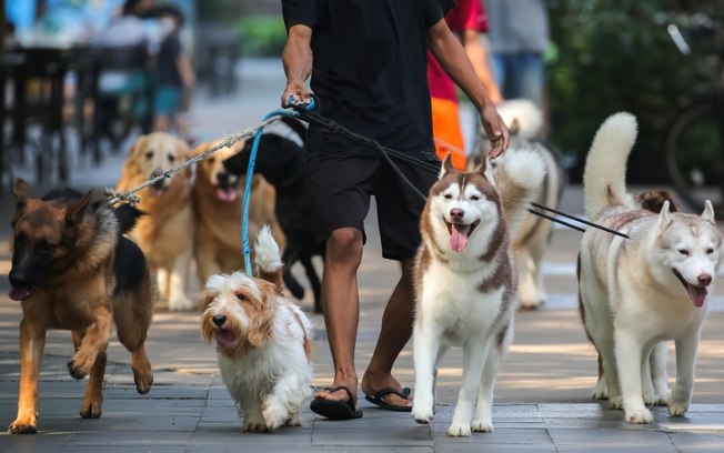 Saiba quais são os nomes de pets mais populares no Brasil