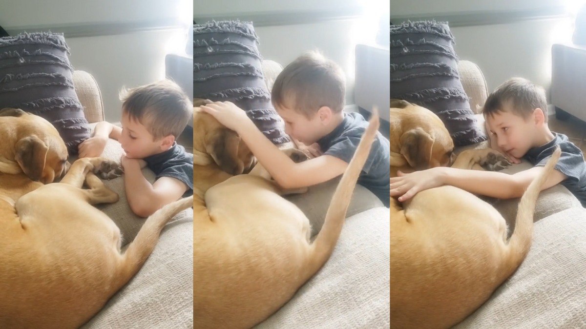 Menino tranquiliza seu novo cachorro adotado que já foi vítima de maus-tratos