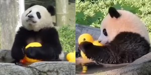 Panda encanta a web ao se divertir com patos de banho