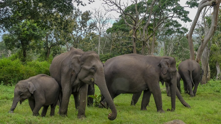 Elefante-asiático
