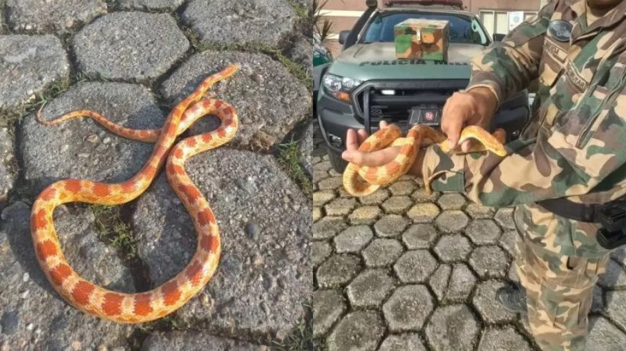 Policiais mostram a serpénte, que não tem ocorrência natural no Brasil Policiais mostram a serpénte, que não tem ocorrência natural no Brasil