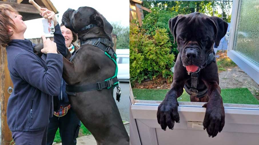 The Giant Mastiff now lives on a farm with plenty of room to play