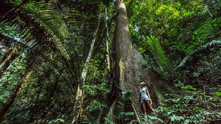 Amazônia - AM