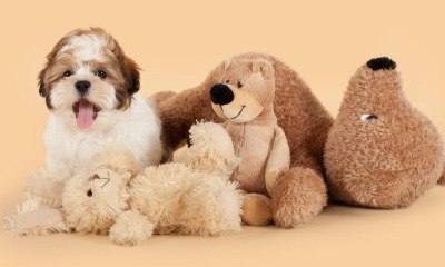 5 dicas para oferecer brinquedos para um novo animal de estimação