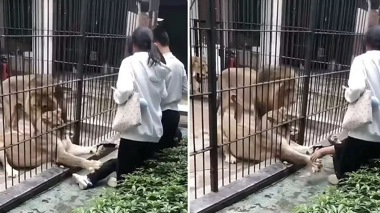 Vídeo: leoa ataca menina de 10 anos que se aproximou da jaula