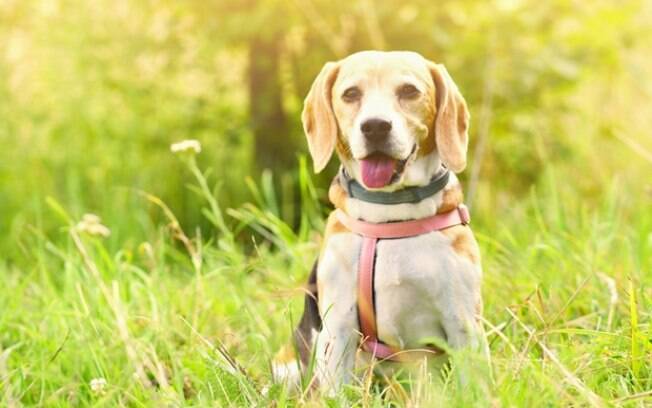 Adestrar cachorro – pesquisa revela que perfil dos donos influencia os animais