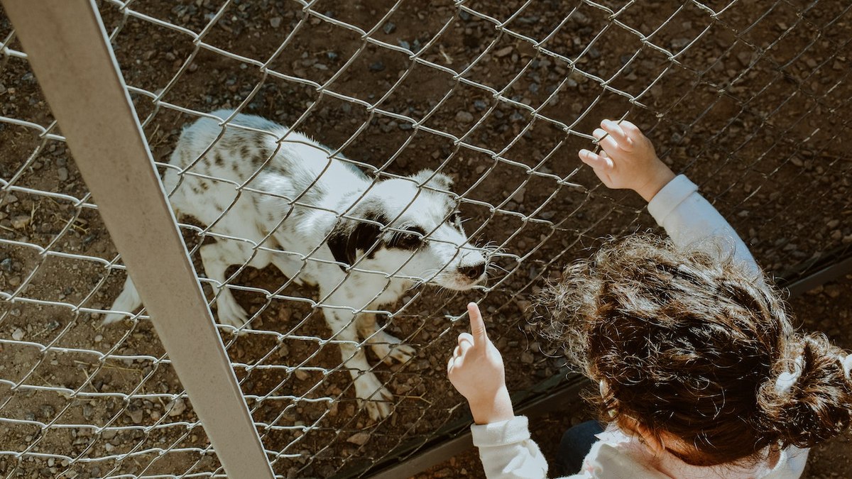 A adoção de animais em abrigos ajuda a diminuir o número de animais em situação de abandono 