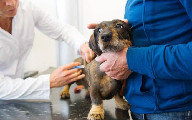 Muitos cães morrem de medo de ir ao veterinário 