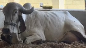 Fazenda centenária renasce com café e força da família