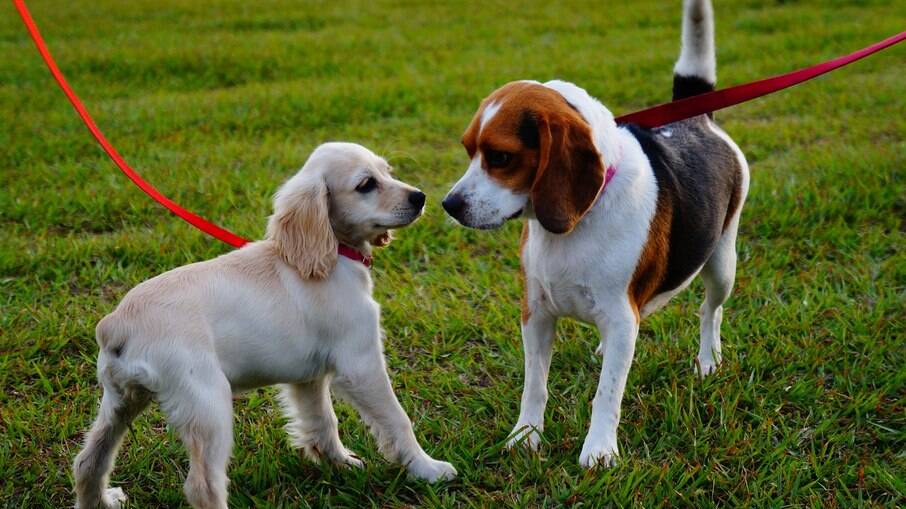 Antes de soltar o cachorro, é importante saber se o pet irá interagir bem com os outros animais do recinto