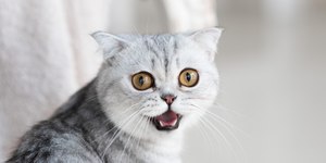 Medo de pepino em gatos: brincadeira ou perigo?