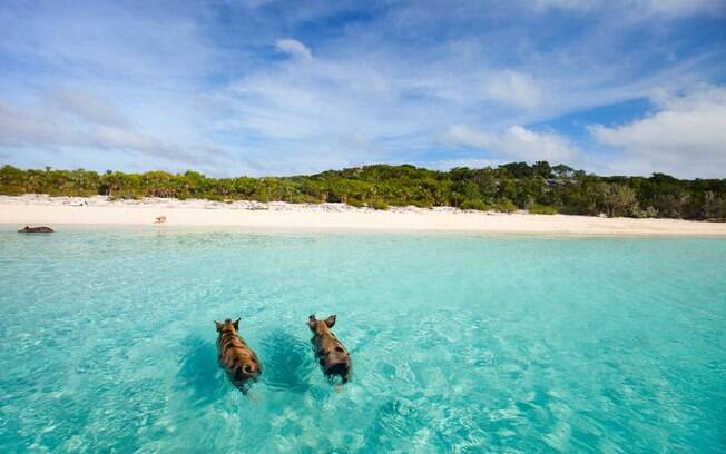 Melhor praia do mundo: a Ilha dos Porcos ficou famosa pelos porcos nadadores, que chegaram lá de forma misteriosa