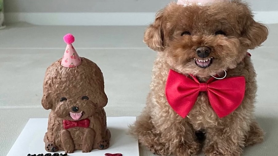 Poodle caramelo ganha bolo miniatura Poodle caramelo ganha bolo miniatura
