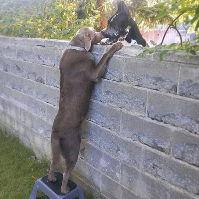 Com um degrau, família mantém cães juntos através de um muro