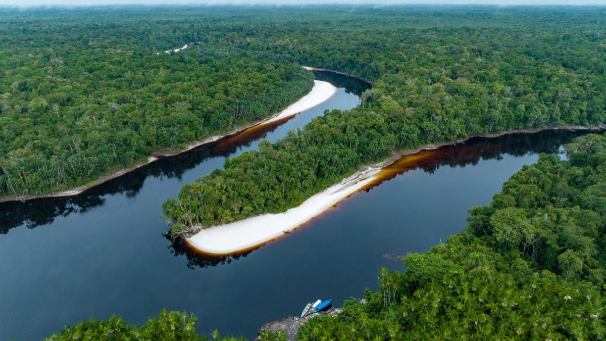 Dia da Amazônia: campanha pede que eleitor vote por floresta - Foto