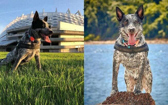 Conheça Tornado, o blue heeler aventureiro!