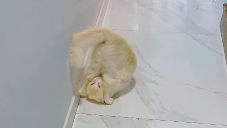Gato mostra habilidade ao fazer cambalhota após comando do tutor