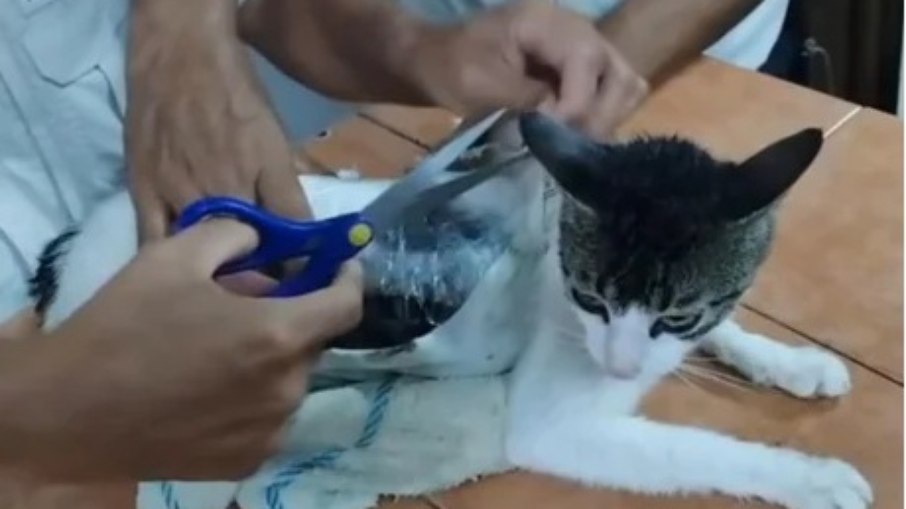 Gato “mula” é flagrado levando drogas para dentro de presídio Gato “mula” é flagrado levando drogas para dentro de presídio