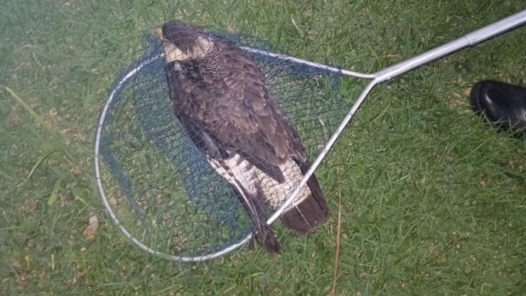 Carcará ferido é resgatado pelo GAPA em Vinhedo