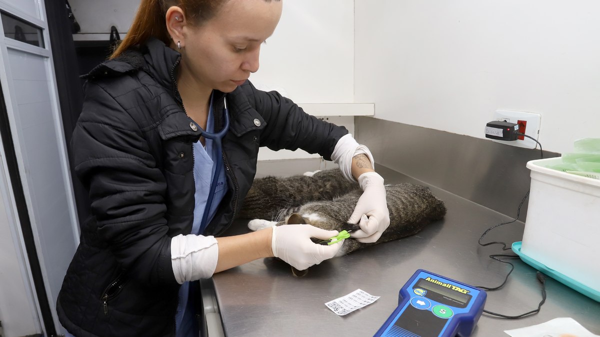 Campinas tem mil vagas para castração e microchipagem de pets
