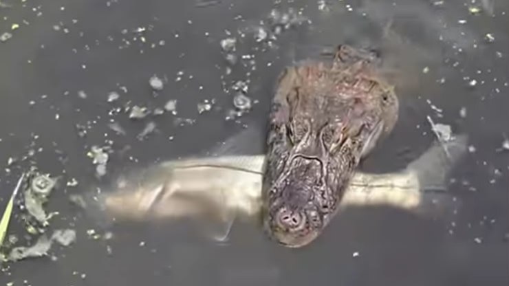 Jacaré rouba peixe de pescador e foge com a presa; veja vídeo