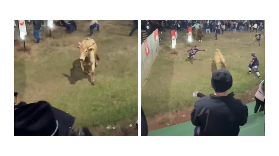 Touro escapa de arena e fere pessoas; assista Touro escapa de arena e fere pessoas; assista