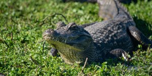 Objeto de 8 mil anos é encontrado em barriga de jacaré